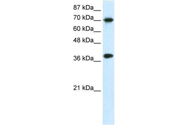 TCEA1 antibody  (N-Term)