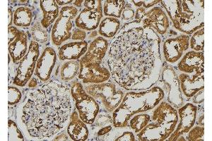 ABIN6278506 at 1/100 staining Mouse kidney tissue by IHC-P. (Pepsin A antibody)