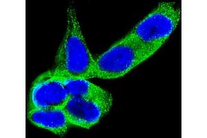 Immunofluorescent analysis of 4 % paraformaldehyde-fixed, 0. (DPYSL5 antibody)