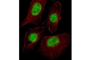 Immunofluorescence (IF) image for anti-RNA Polymerase II TBP-Associated Factor Subunit G (TAF9) antibody (ABIN2998098) (TAF9 antibody)