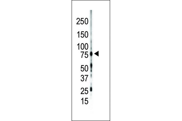 PKC gamma antibody  (C-Term)