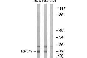 Western blot analysis of extracts from HepG2 cells and HeLa cells, using RPL12 antibody. (RPL12 antibody  (Internal Region))
