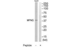 Western blot analysis of extracts from HepG2 cells, using MFNG antibody.