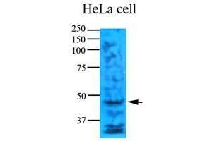 Cell lysates of HeLa (35 ug) were resolved by SDS-PAGE, transferred to nitrocellulose membrane and probed with anti-human TYMS (1:1000). (TYMS antibody  (AA 1-313))