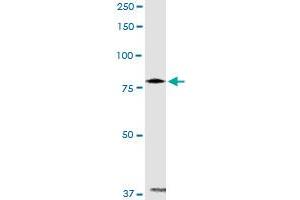 PANK4 MaxPab rabbit polyclonal antibody. (PANK4 antibody  (AA 1-773))