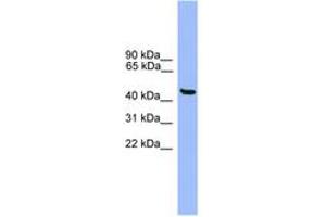 Image no. 1 for anti-General Transcription Factor IIA, 1-Like (GTF2A1L) (AA 351-400) antibody (ABIN6746377) (GTF2A1L antibody  (AA 351-400))