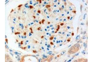 FOXC1 polyclonal antibody (Cat # PAB6425, 3 ug/mL) staining of paraffin embedded human kidney. (FOXC1 antibody  (C-Term))