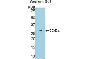 Detection of Recombinant FBLN4, Mouse using Polyclonal Antibody to Fibulin 4 (FBLN4) (FBLN4 antibody  (AA 182-431))