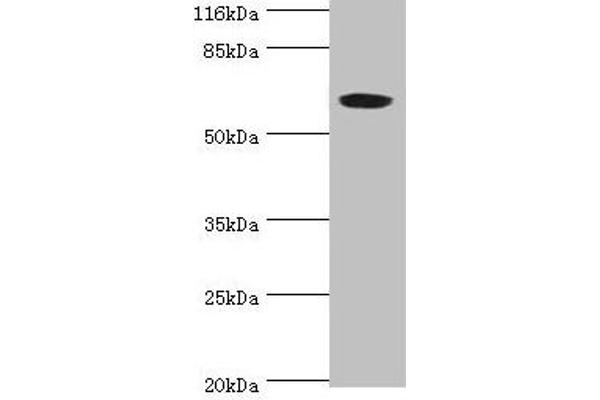 SLC13A4 antibody  (AA 134-273)