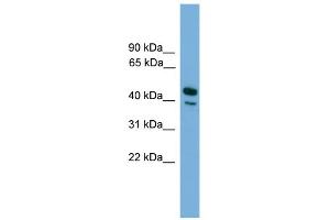 WB Suggested Anti-CD209 Antibody Titration:  0.