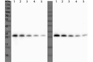 Western Blot of Rabbit Anti-ULP1 Antibody. (ULP1 antibody)