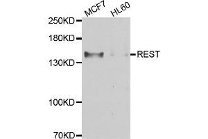 Western blot analysis of extracts of MCF7 and HL60 cell lines, using REST antibody.