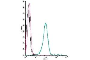 Cell surface detection of KV1. (KCNA3 antibody  (Extracellular))