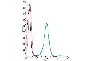 Cell surface detection of KV1. (KCNA3 antibody  (Extracellular Loop))