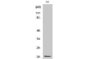 Western Blotting (WB) image for anti-Mitochondrial Ribosomal Protein S25 (MRPS25) (C-Term) antibody (ABIN3185680) (MRPS25 antibody  (C-Term))