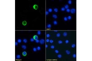 Immunofluorescence staining of mouse splenocytes using anti-Ly6G/Ly6C antibody RB6-8C5. (Recombinant LY6C + LY6G antibody)