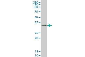 SIX3 monoclonal antibody (M10), clone 4H6 Western Blot analysis of SIX3 expression in 293 . (SIX3 antibody  (AA 273-332))