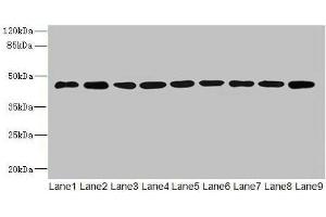 Western blot All lanes: SH3GLB2 antibody at 1 μg/mL Lane 1: Hela whole cell lysate Lane 2: Mouse gonadal tissue Lane 3: Mouse lung tissue Lane 4: U87 whole cell lysate Lane 5: THP-1 whole cell lysate Lane 6: A549 whole cell lysate Lane 7: MCF-7 whole cell lysate Lane 8: Mouse liver tissue Lane 9: A431 whole cell lysate Secondary Goat polyclonal to rabbit IgG at 1/10000 dilution Predicted band size: 44, 45 kDa Observed band size: 44 kDa (SH3GLB2 antibody  (AA 1-395))