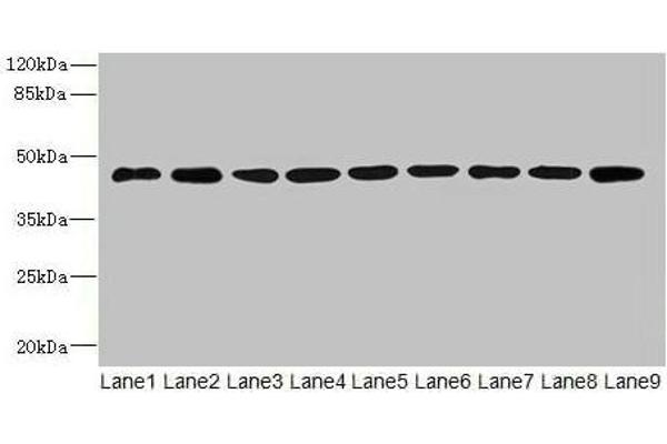 SH3GLB2 antibody  (AA 1-395)
