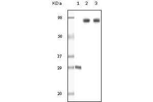 Western Blotting (WB) image for anti-zeta-Chain (TCR) Associated Protein Kinase 70kDa (ZAP70) (truncated) antibody (ABIN2464121) (ZAP70 antibody  (truncated))
