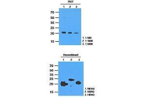 Western Blotting (WB) image for anti-GTPase NRas (NRAS) antibody (ABIN781534)
