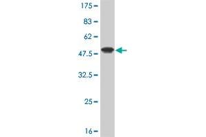 MED21 antibody  (AA 1-144)