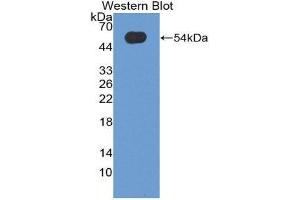 Western Blotting (WB) image for anti-Oncostatin M (OSM) (AA 26-220) antibody (ABIN3209305)