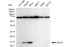 Western blotting analysis using ISG15 antibody (ABIN7799128). (Recombinant ISG15 antibody)