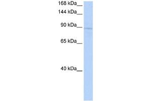 KIF20A antibody - middle region (AV) validated by WB using 721_B Cell Lysate at 1ug/ml.