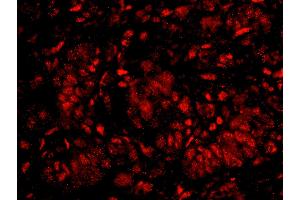 Immunofluorescence (IF) image for anti-Karyopherin (Importin) alpha 4 (KPNA4) (AA 471-521) antibody (ABIN7448983) (KPNA4 antibody  (AA 471-521))