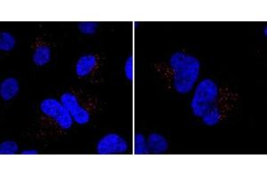 Image no. 2 for anti-Mindbomb E3 Ubiquitin Protein Ligase 1 (MIB1) (N-Term) antibody (ABIN357602) (MIB1 antibody  (N-Term))