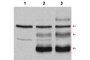 Western blot using Myb polyclonal antibody  in COS-7 cell lysates.