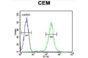 CFP Antibody (Center) flow cytometric analysis of CEM cells (right histogram) compared to a negative control cell (left histogram).