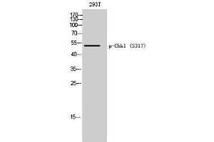 Western Blotting (WB) image for anti-Checkpoint Kinase 1 (CHEK1) (pSer317) antibody (ABIN3181961) (CHEK1 antibody  (pSer317))