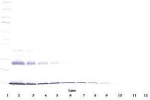 Image no. 2 for anti-Interleukin 9 (IL9) antibody (ABIN465833) (IL-9 antibody)