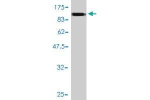 Western Blot detection against Immunogen (100. (SLC20A1 antibody  (AA 1-679))