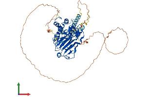 AlphaFold protein structure predicition of Human Recombinant SMAD4 Protein, UniprotID Q13485