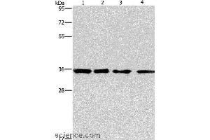 Western blot analysis of 293T, hepG2, hela and A549 cell, using INHBC Polyclonal Antibody at dilution of 1:550 (INHBC antibody)