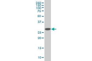 PSMD9 antibody  (AA 1-223)