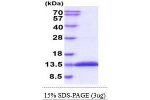 SDS-PAGE (SDS) image for Glutaredoxin 1 (GRX1) (AA 1-107) protein (His tag) (ABIN5855036)