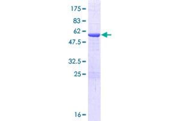 NUBP2 Protein (AA 1-271) (GST tag)