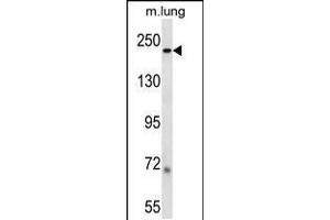 Western blot analysis in mouse lung tissue lysates (35ug/lane). (Laminin beta 1 antibody  (C-Term))