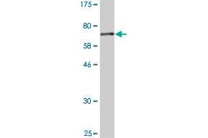 Western Blot detection against Immunogen (65. (MRPS22 antibody  (AA 1-360))