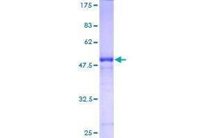 RAB39B Protein (AA 1-213) (GST tag)
