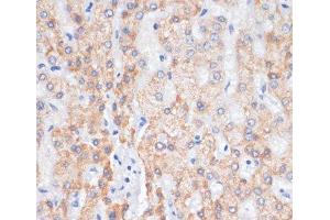 Immunohistochemistry of paraffin-embedded Human liver using AREG Polyclonal Antibody at dilution of 1:100 (40x lens). (Amphiregulin antibody)