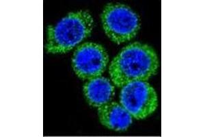 Confocal immunofluorescent analysis of Leptin Antibody (N-term) Cat. (Leptin antibody  (N-Term))