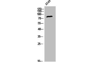 Western Blot analysis of A549 cells using LHR Polyclonal Antibody (LHCGR antibody  (C-Term))