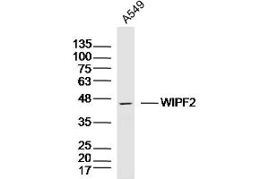 A549 lysates probed with WIPF2 Polyclonal Antibody, Unconjugated  at 1:300 dilution and 4˚C overnight incubation. (WIPF2 antibody)
