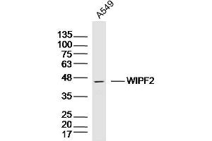 A549 lysates probed with WIPF2 Polyclonal Antibody, Unconjugated  at 1:300 dilution and 4˚C overnight incubation. (WIPF2 antibody)