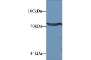 Western Blotting (WB) image for anti-Dipeptidyl-Peptidase 3 (DPP3) (AA 2-261) antibody (ABIN7445195)